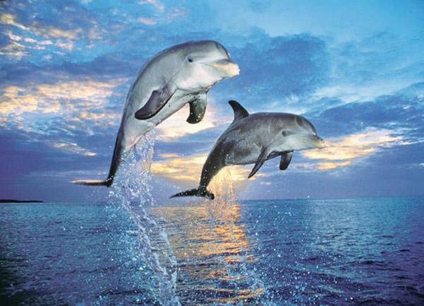 Puzzle Dolphins