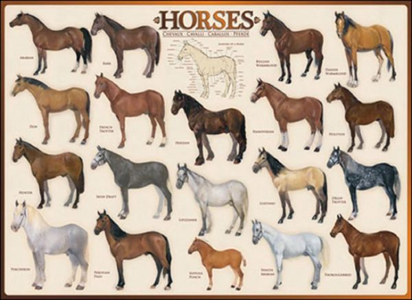 Puzzle Cavalos