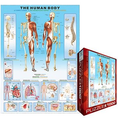 Puzzle Človeško telo