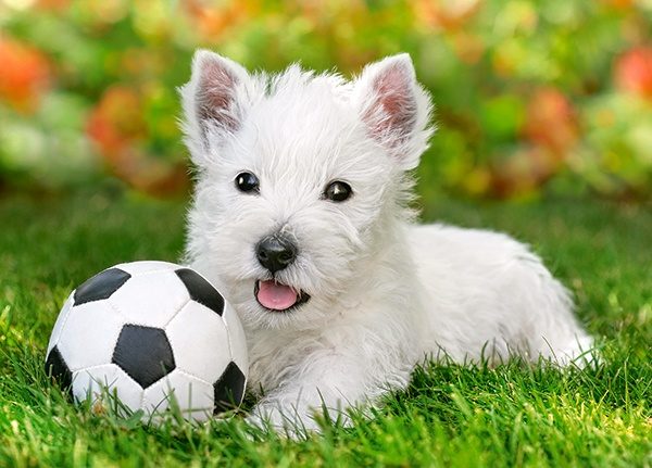 Puzzle Terrier blanc avec football