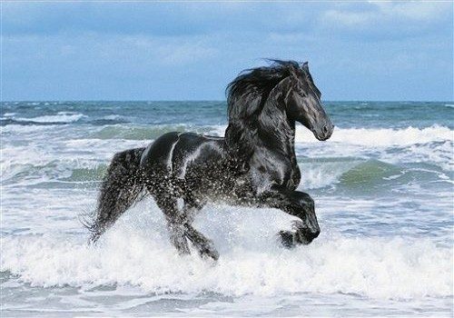 Puzzle Черная лошадь 2