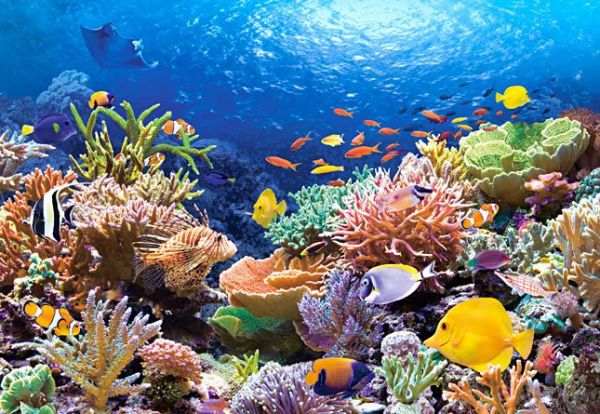 Puzzle Koraljna riba