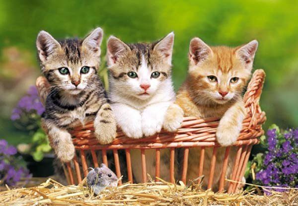 Puzzle Three Cute Kittens