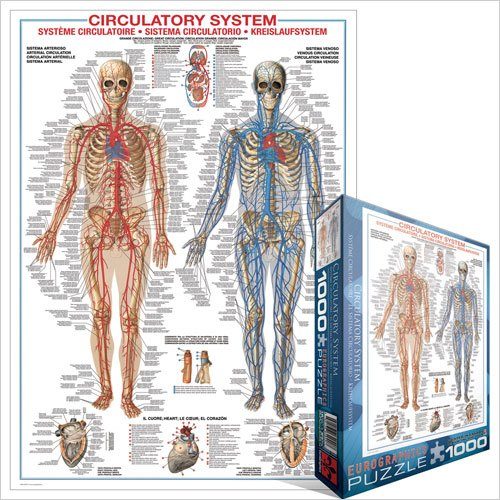 Puzzle Sistemul circulator