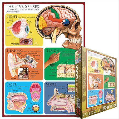 Puzzle The five senses