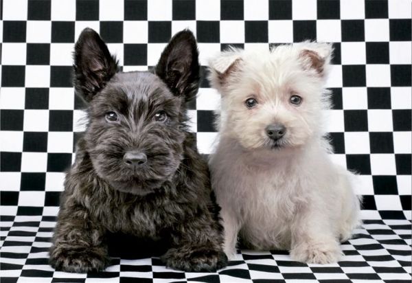 Puzzle Schwarz-Weiß-Terrier