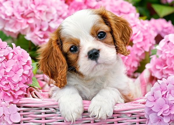 Puzzle Puppy in pink flowers