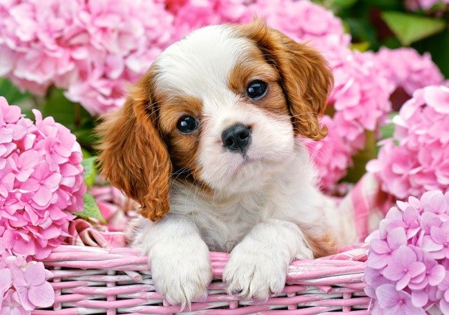 Puzzle Cachorro en flores rosas