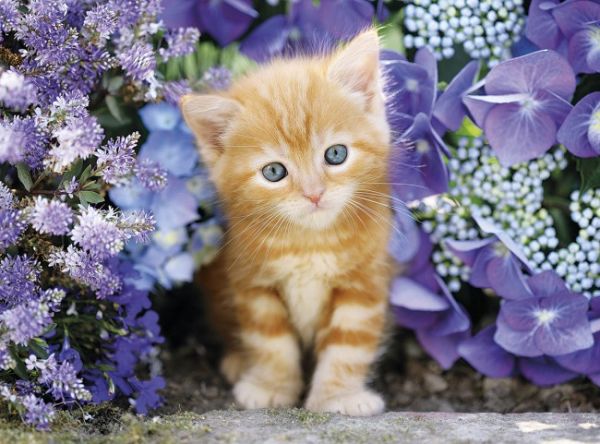 Puzzle Mačka v kvetoch