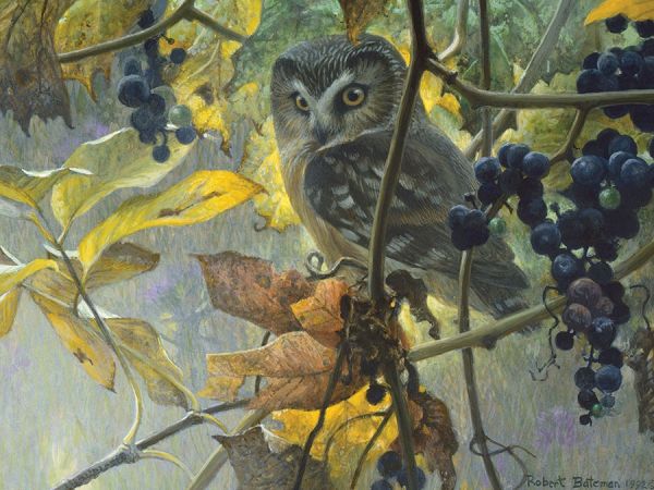 Puzzle Saw-whet Owl and Wild Grapes