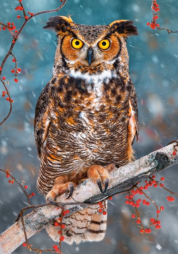 Puzzle Great Horned Owl II