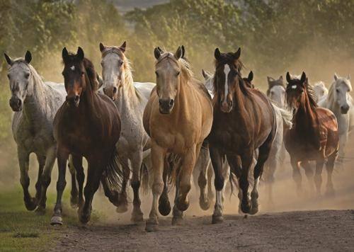 Puzzle Group of horses