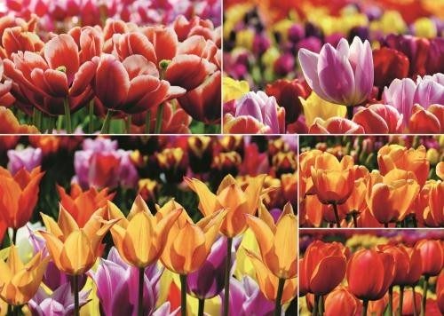 Puzzle Holland Tulpen