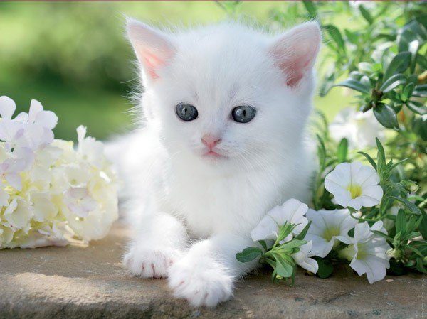 Puzzle Biały kotek