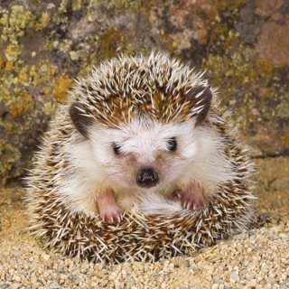 Puzzle Cute hedgehog