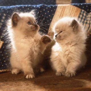 Puzzle Perzische kittens