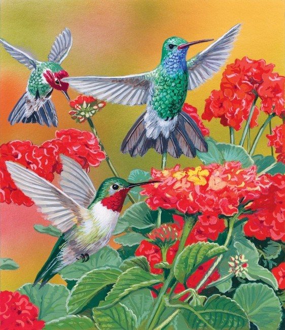 Puzzle Kolibriji in cvetje