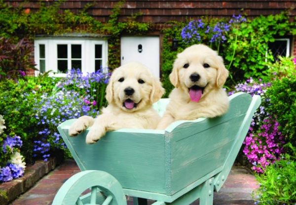 Puzzle Puppies in a Wheelbarrow