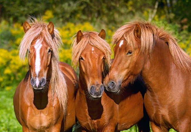 Puzzle Amigos caballos