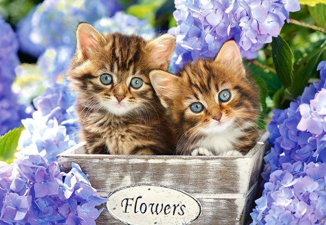 Puzzle Chatons mignons