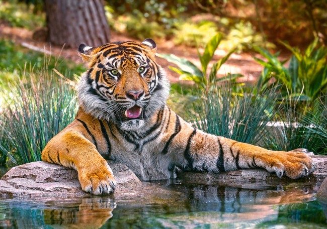 Puzzle Sumatrana tygr