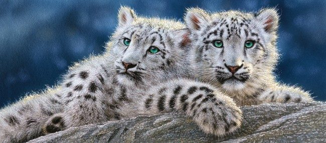 Puzzle Snow leopárd kölykök