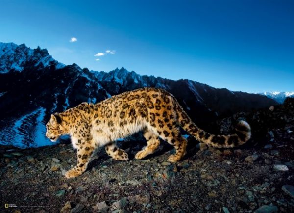 Puzzle National Geographic: Léopard des neiges