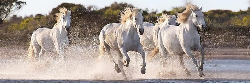 Puzzle Cavalos correndo brancos