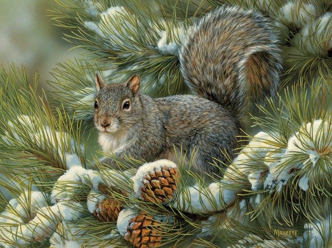 Puzzle Millette: Sivá veverička