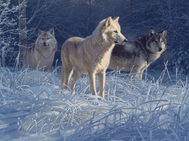 Puzzle White Gold Wolves