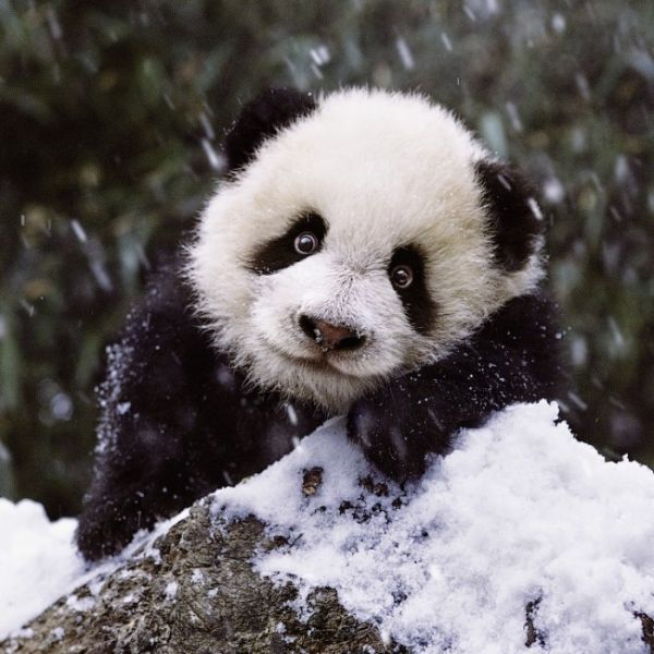 Puzzle Baba panda a hóban