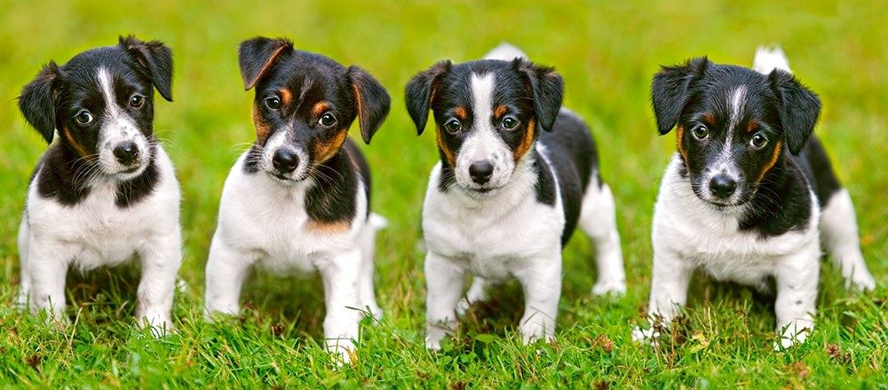 Puzzle Jack Russell Terrier puppies