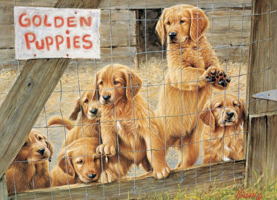 Puzzle Golden Puppies