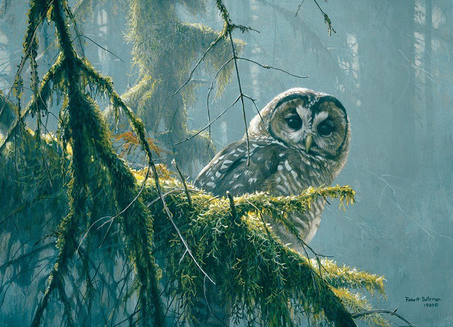 Puzzle Mossy Branchces - Spotted Owl