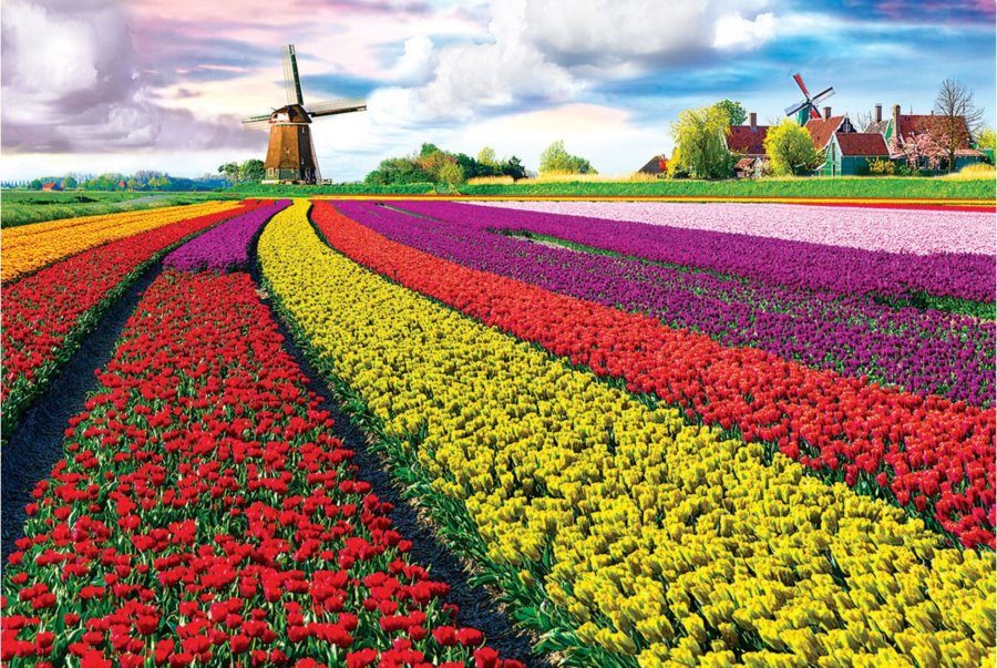 Puzzle Tulip Fields