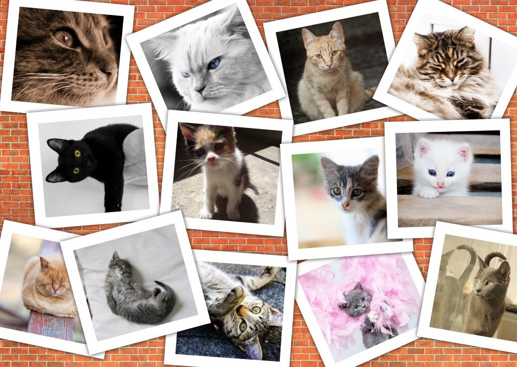 Puzzle Macskák képeiből készült kollázs