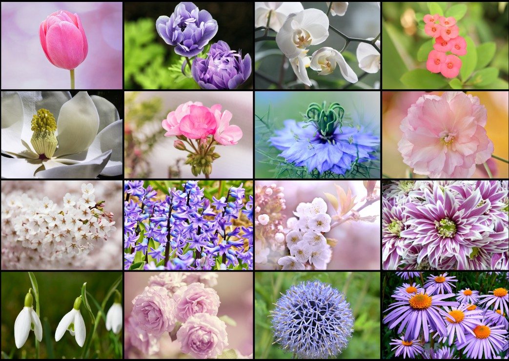 Puzzle Collage: Frühlingsblumen