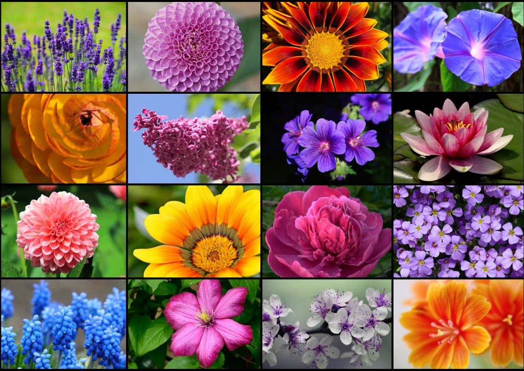 Puzzle Collages: Spring flowers