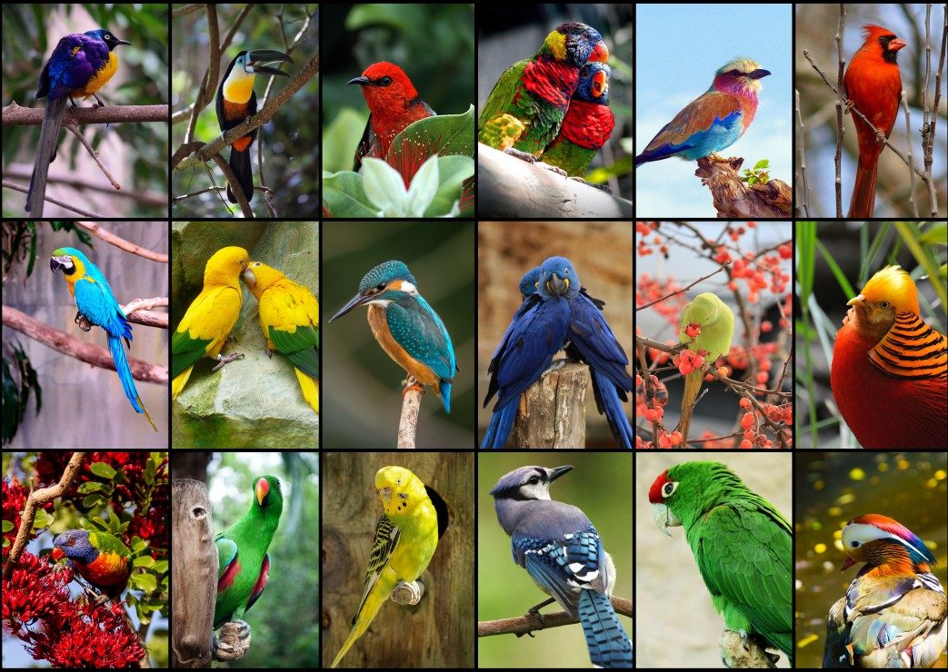 Puzzle Collages: The most beautiful birds in the world