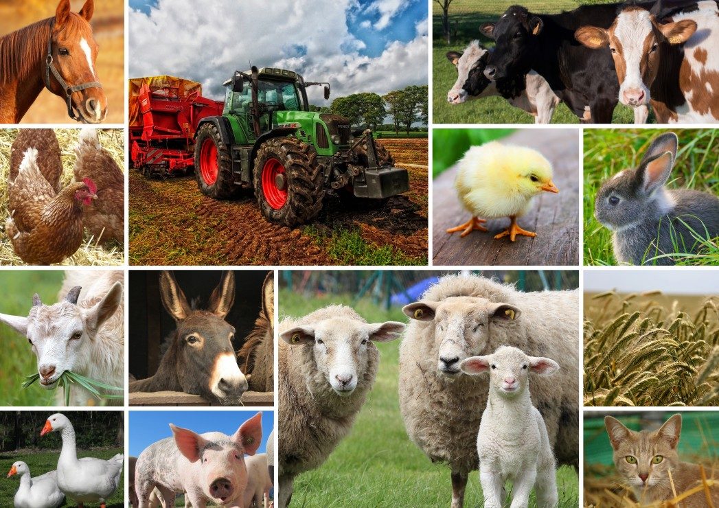 Puzzle Collage di animali da fattoria