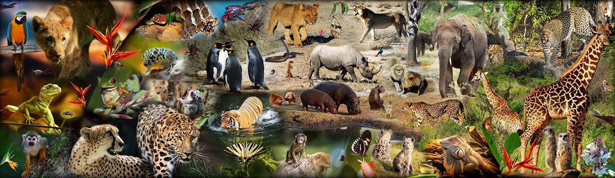 Puzzle Um reino animal variado