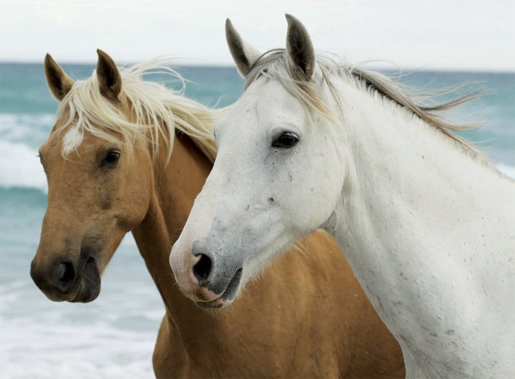 Puzzle Pferde am Strand