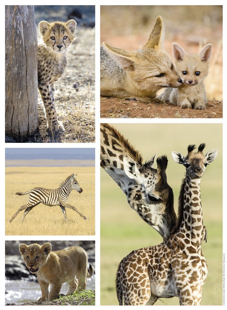Puzzle Wild animals babies