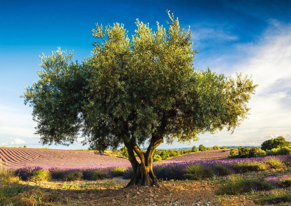 Puzzle Olive tree in Provence