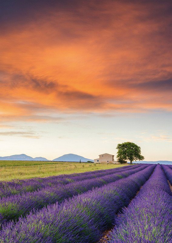 Puzzle Lavendelfeld, Provence