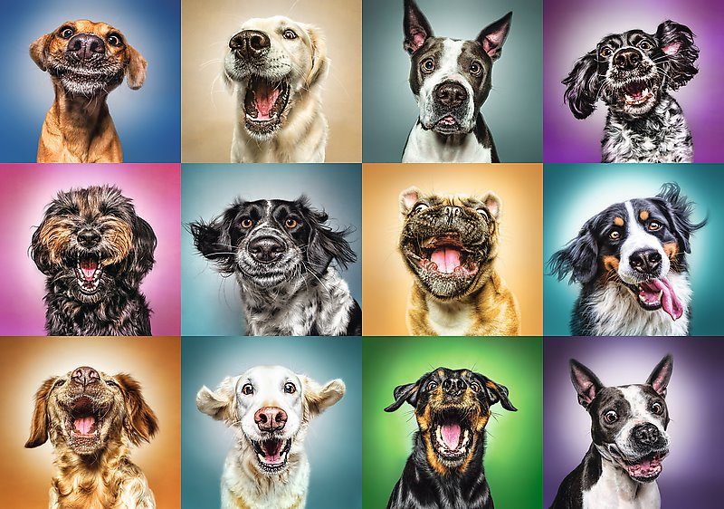 Puzzle Funny Dog Portraits