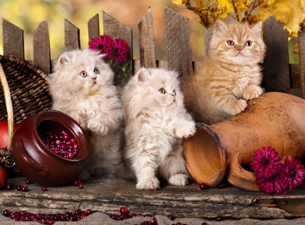 Puzzle Persian kittens