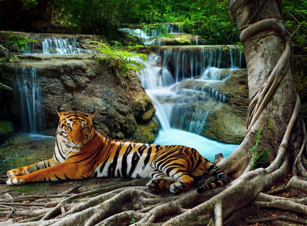 Puzzle Tigru în padure