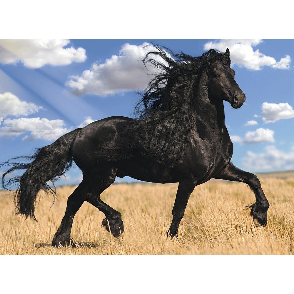 Puzzle Zwart paard