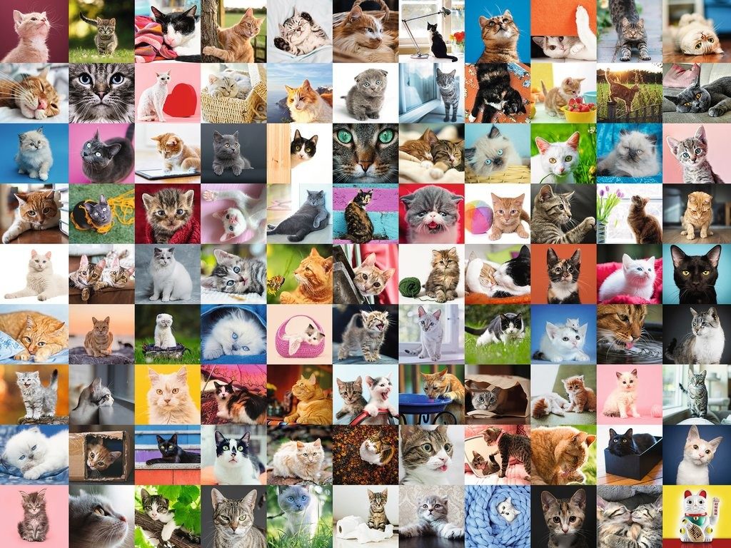 Puzzle 99 kotów